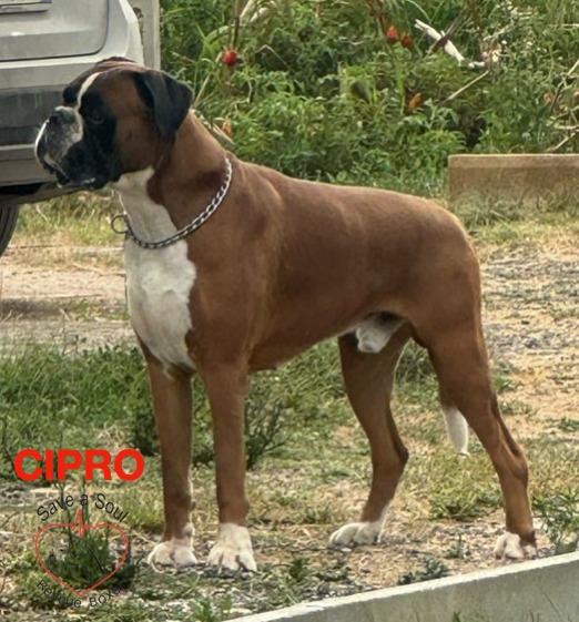 cipro boxer puro di 5 anni in adozione Foto 4